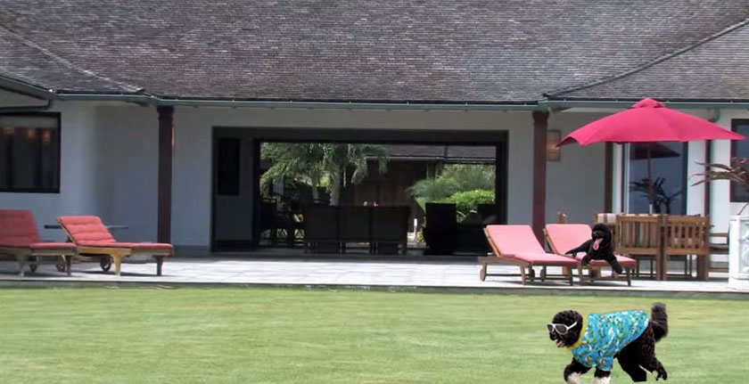 Bo and Sunny Obama dogs in Hawaii