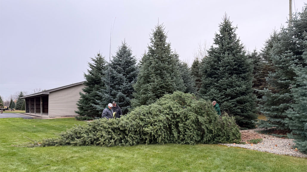 2025 official White House Christmas tree